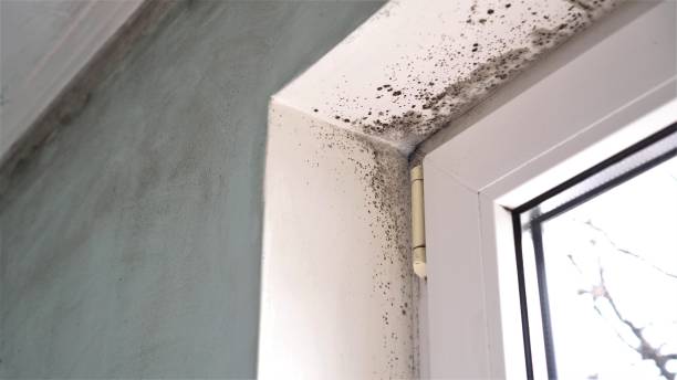 Best Residential Mold Inspection & Testing  in Altus, OK