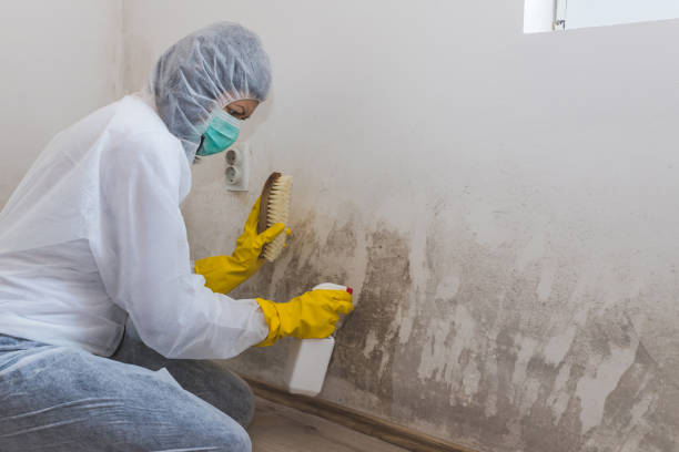 Best Industrial Mold Remediation  in Altus, OK
