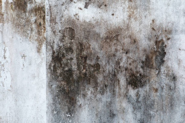 Best Mold Odor Removal Services  in Altus, OK
