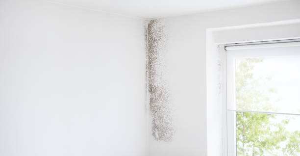 Best Asbestos and Lead Testing During Mold Inspection  in Altus, OK